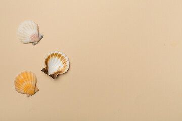 Sea shells on color background, top view. Summer concept