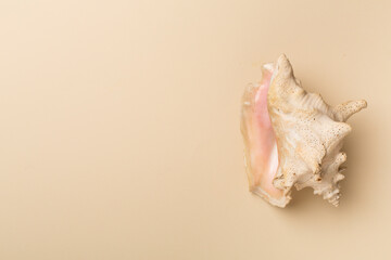 Sea shell on color background, top view