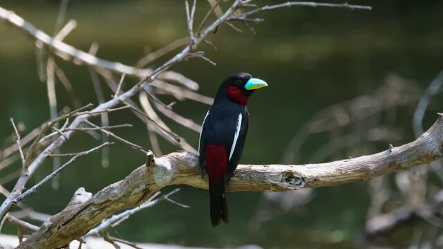 Seen from its back looking to the right and up, Black-and-red Broadbill, Cymbirhynchus macrorhynchos, Kaeng Krachan National Park, Thailand.