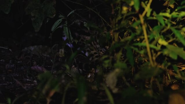 Barely seen as it is resting on the ground deep in the forest then a light shines to reveal it, Leopard Cat, Prionailurus bengalensis, Thailand.