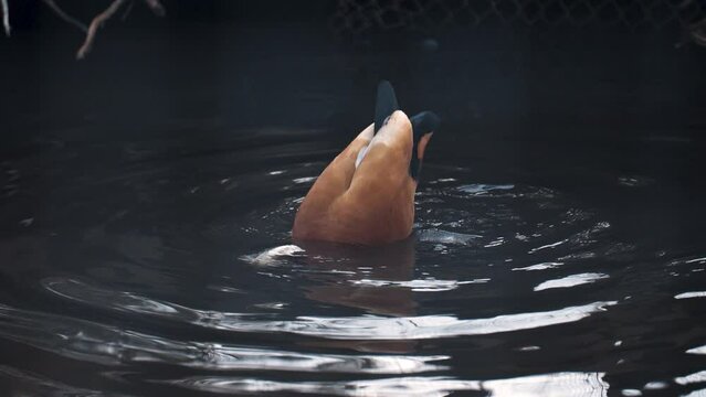 Ruddy Shelduck diving underwater hunting for food close up slow motion