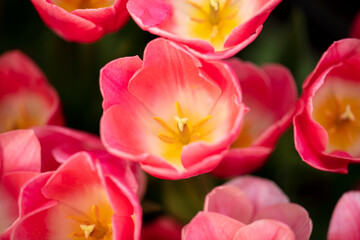 Obraz na płótnie Canvas Pink flowers tulips in the park.