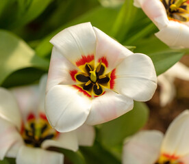 Beautiful white tulip flower in nature.