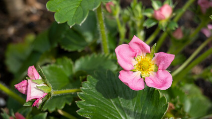 Strawberry plant with pink flowers in the garden in springtime