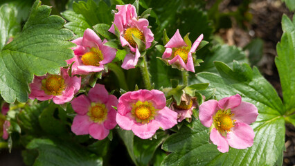 Naklejka premium Strawberry plant with pink flowers in the garden in springtime