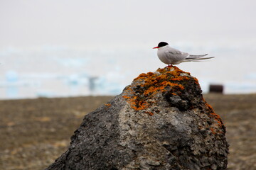 seagull on the rocks