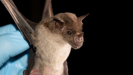 Portrait of Brazilian bat.  The pale spear-nosed bat (Phyllostomus discolor) is a species of phyllostomid bat from South and Central America.