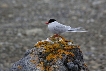 seagull on rocks