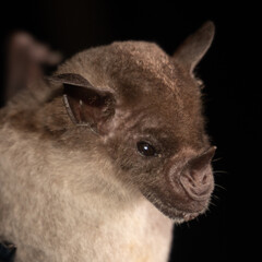 Portrait of Brazilian bat.  The pale spear-nosed bat (Phyllostomus discolor) is a species of phyllostomid bat from South and Central America.