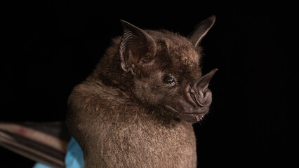 A Brazilian Bat, the greater spear-nosed bat (Phyllostomus hastatus) is a bat species of the family...