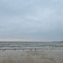 ducks on the beach