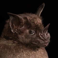 A Brazilian Bat, the greater spear-nosed bat (Phyllostomus hastatus) is a bat species of the family...
