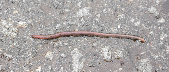 Earthworm on the asphalt road.