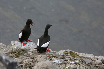 red winged blackbird