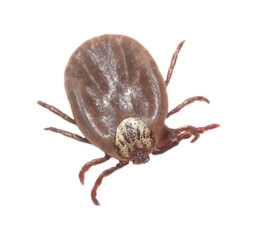 The tick is isolated on a white background.
