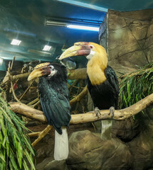 Hornbill birds on the branches of a tree.