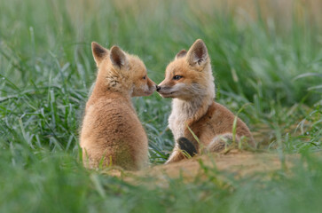 Red fox kits at a den - Powered by Adobe