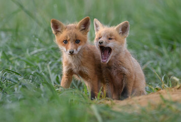 Red fox kits at a den