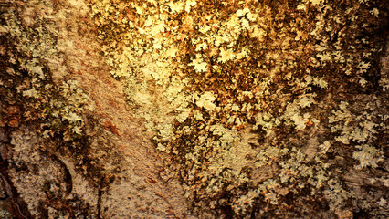 Wood texture abstract background