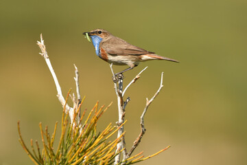 Pajaros silvestres en la montyaña