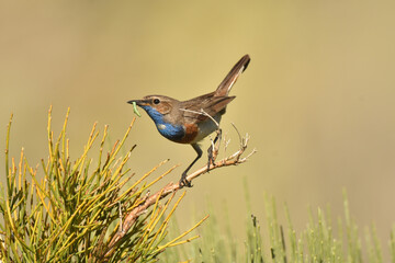 Pajaros silvestres en la montyaña
