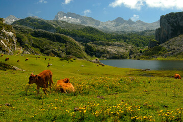 Fototapeta na wymiar Lago de Covadonga en picos de Europa. Asturias.España