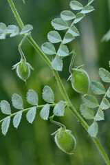 closeup the bunch ripe green gram pods with plant and green leaves soft focus natural green...