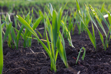 Wheat sprouts sprouted in the soil. Damaged leaves by insect parasites. Soft evening sunlight.