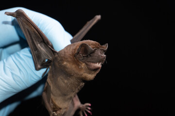 portrait of Brazilian bat Pallas' Free-tailed Bat ( Molossus molossus).
