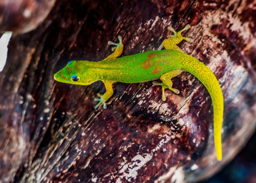 Gold Dust Day Gecko Lizard Moorea Tahiti