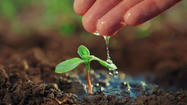 agriculture. farmer hand watering a plant sprout. nature earth agriculture business concept. sprout plant sapling close-up in ground water. farmer hand watering plant sprout drops on a black soil