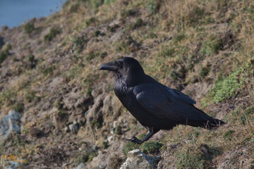 Common raven perched on a cliff top in Wales