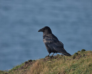 Common raven perched on a cliff top in Wales