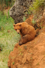 Fototapeta premium Osos pardos en Cabárceno. Asturias.España