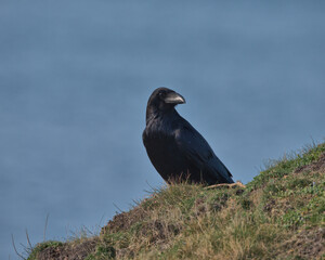 Common raven perched on a cliff top in Wales