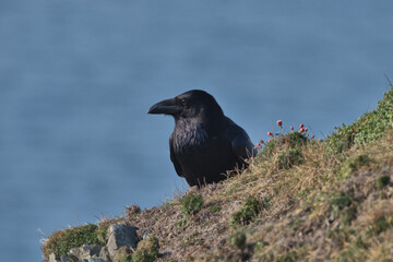 Common raven perched on a cliff top in Wales