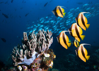 Underwater photo of coral reef and school of fish.
