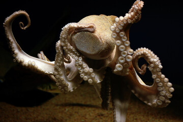 Octopus underwater. Octopus in aquarium. Octopus tentacles. Common octopus. Octopus stuck to glass. Octopoda. Cephalopod.