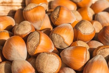 Close-up of organic hazelnut in shell for use as a background