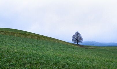 single tree on a hillside