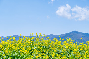 初夏の信州　菜の花と山並み