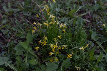 Yellow flowers of gagea, spring flowers