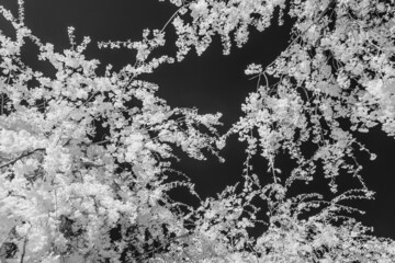 モノクロ桜
