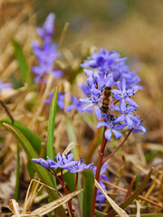 Art photo of the early flowering plant Scilla bifolia with bee.