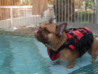 Fawn French bulldog wearig red life jacket standing in the swimming pool licking water out of face...