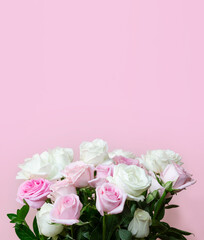 Obraz na płótnie Canvas Rosas sobre fondo rosa con espacio para texto.