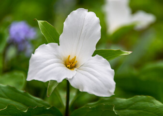 Obraz na płótnie Canvas A single White Trillium grandiflorum flower