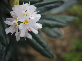 Close-up photo of a beautiful white and yellow Rhododendron flowers
