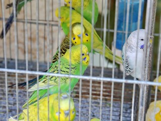 green and yellow parrots in a cage for sale