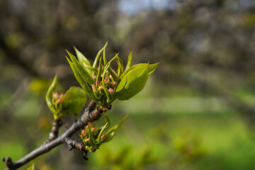 Apple flowers unopened buds on the branch